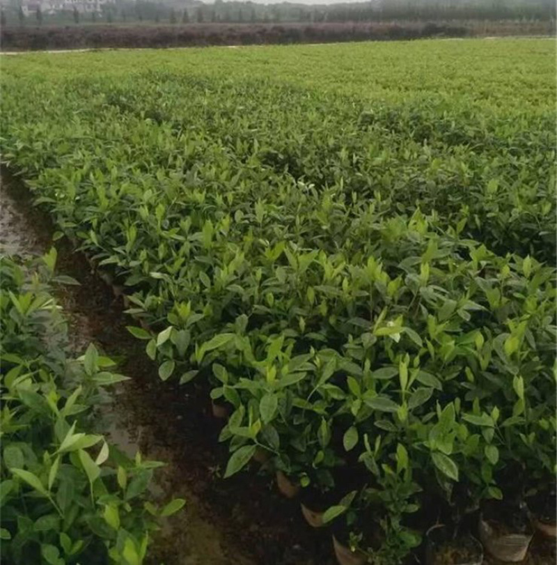 50公分大叶栀子花四季常青植物色块拼接地被搭配