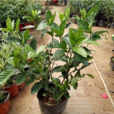 50公分大叶栀子花四季常青植物色块拼接地被搭配