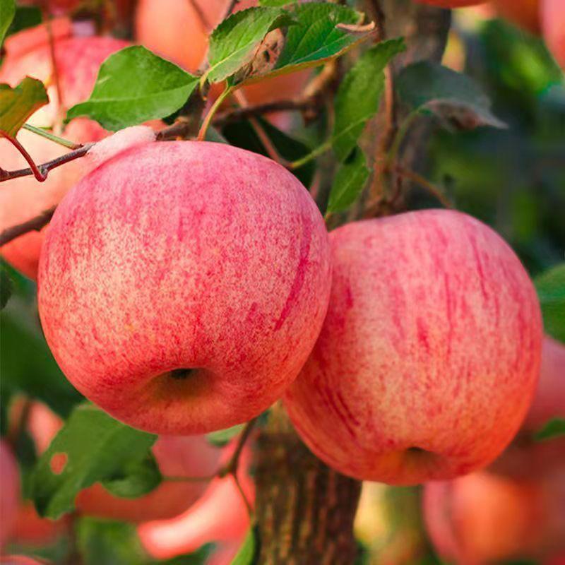苹果红富士苹果山西冰糖心红富士苹果量大从优对接全国