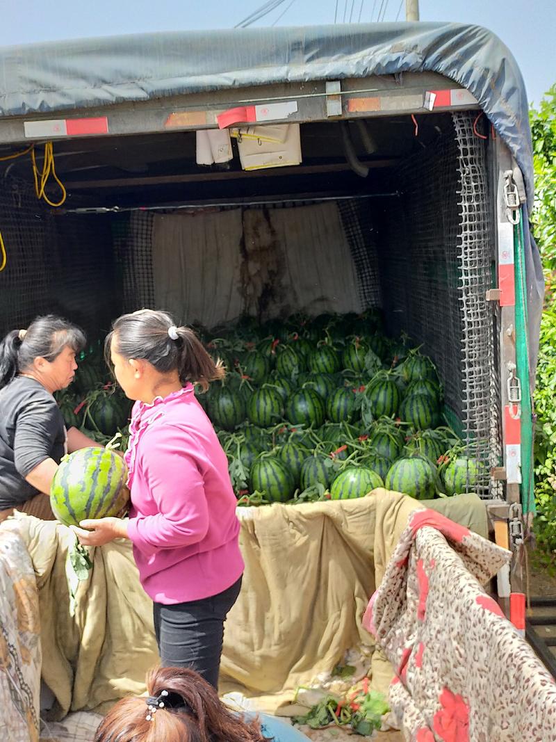 西瓜甜王聊城许营产区可对接超市电商市场零售有质有量