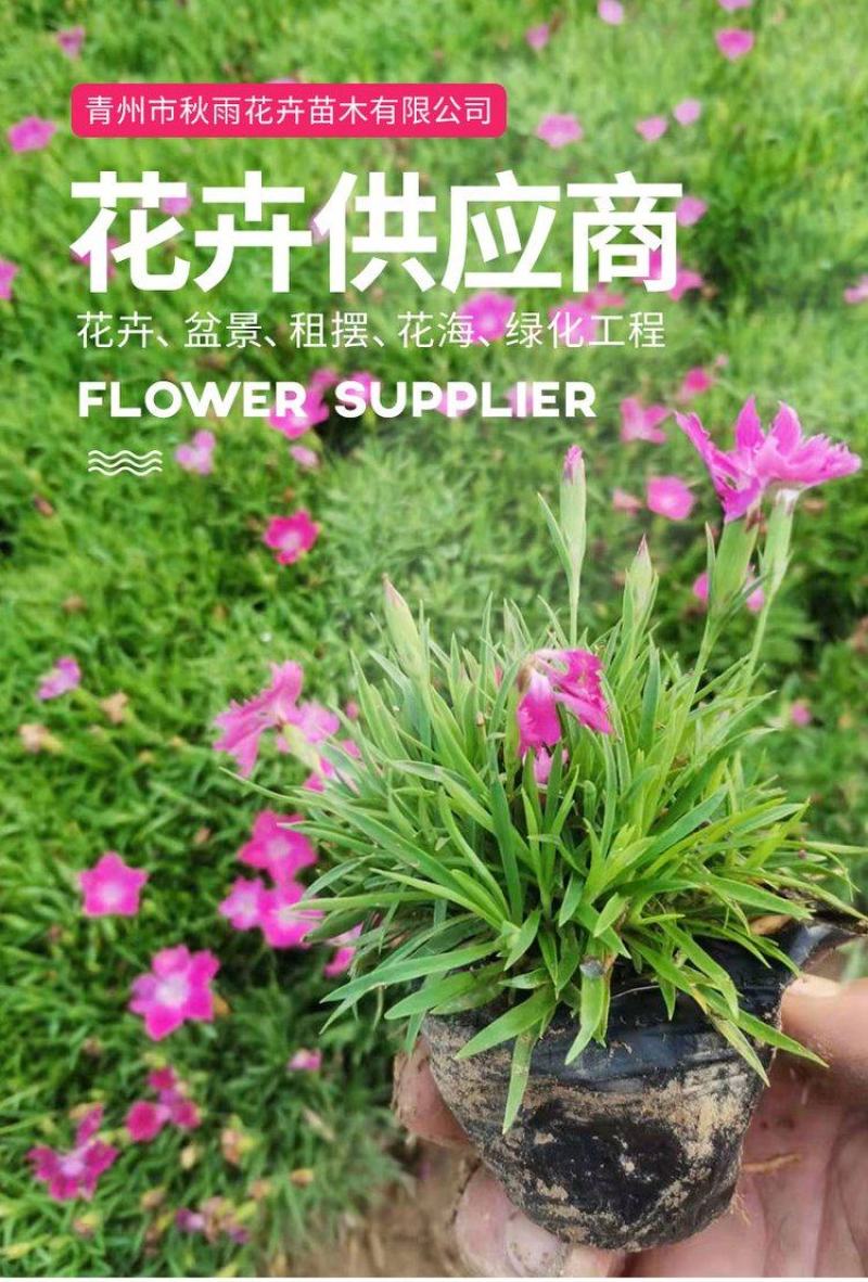 二月兰基地批发营养杯苗撒种多芽多类地被绿化工程用苗