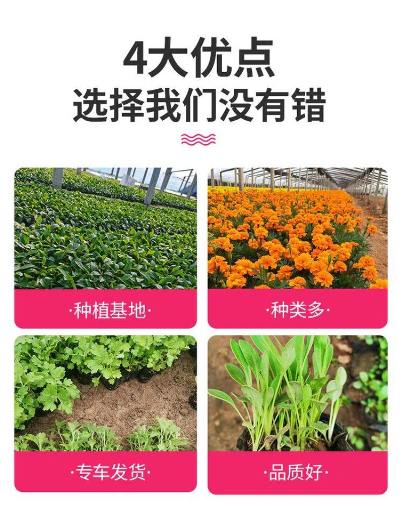 二月兰基地批发营养杯苗撒种多芽多类地被绿化工程用苗