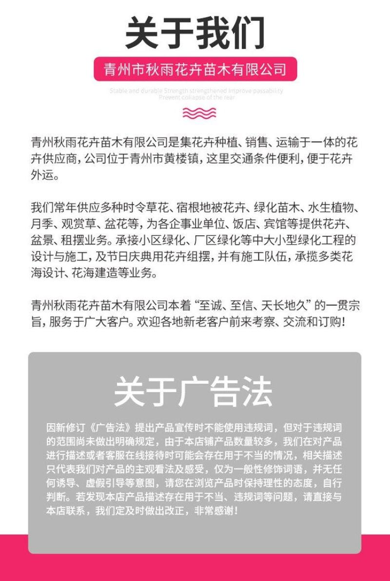 二月兰基地批发营养杯苗撒种多芽多类地被绿化工程用苗
