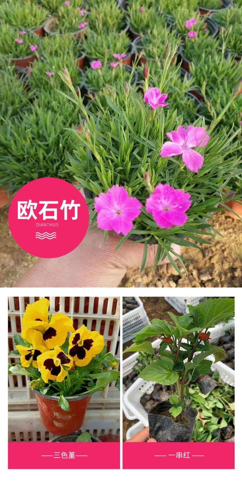二月兰基地批发营养杯苗撒种多芽多类地被绿化工程用苗