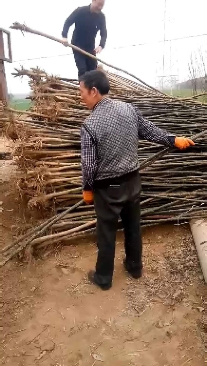 国槐树河南焦作国槐绿化工程树，行道树，根系发达，成活率高