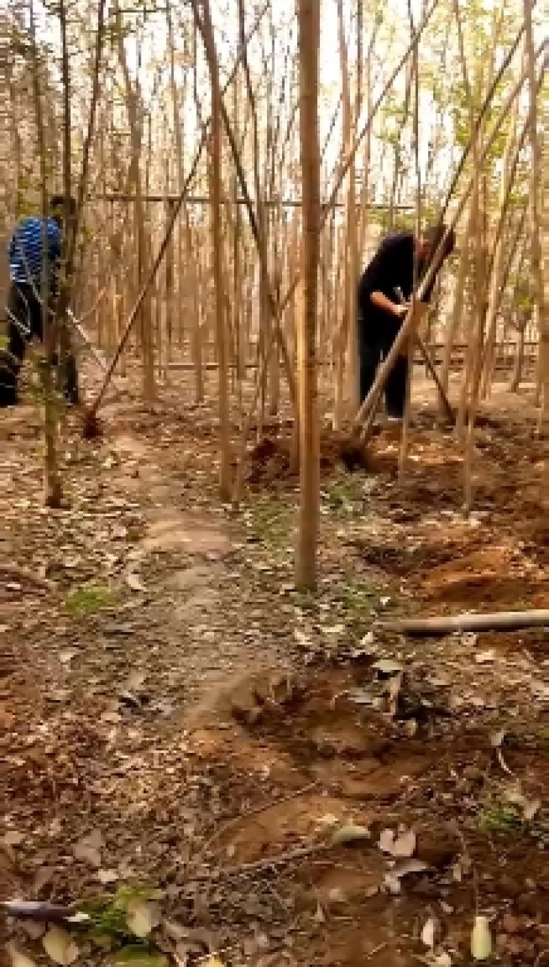 国槐树河南焦作国槐绿化工程树，行道树，根系发达，成活率高