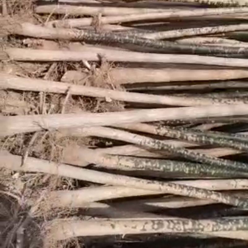 国槐树河南焦作国槐绿化工程树，行道树，根系发达，成活率高