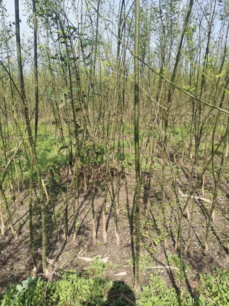 国槐树河南焦作国槐绿化工程树，行道树，根系发达，成活率高