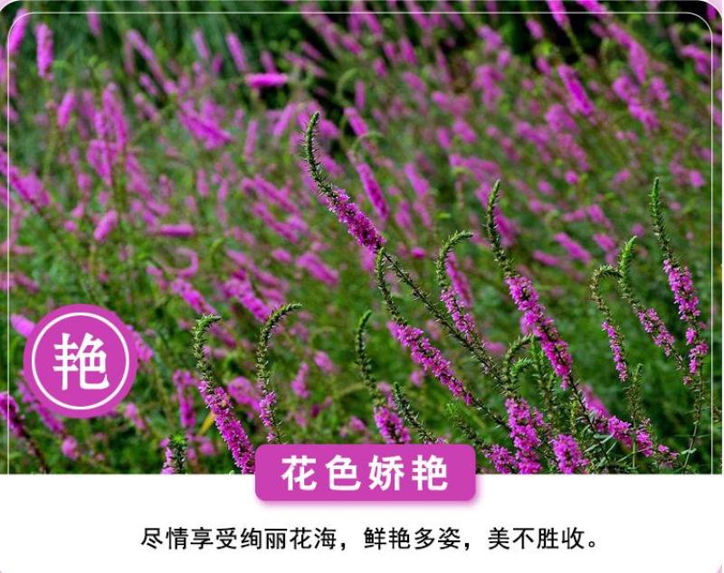 千屈菜种子水生花卉水柳种子景观花卉四季易种耐热耐寒耐湿多