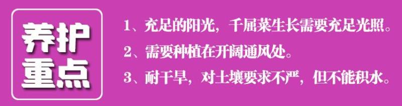 千屈菜种子水生花卉水柳种子景观花卉四季易种耐热耐寒耐湿多