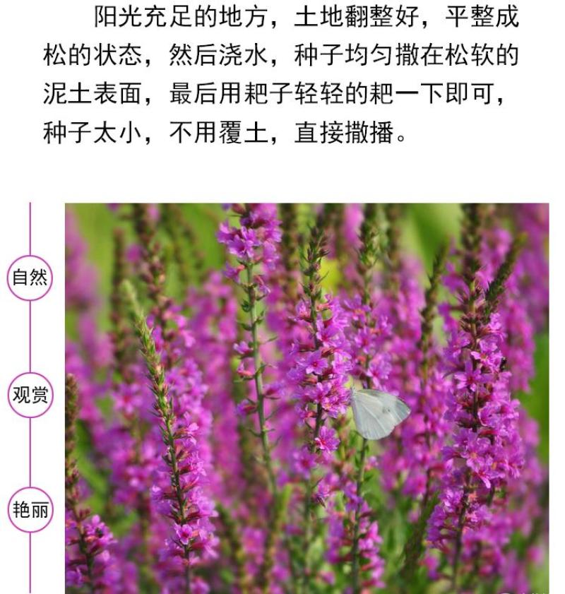 千屈菜种子水生花卉水柳种子景观花卉四季易种耐热耐寒耐湿多