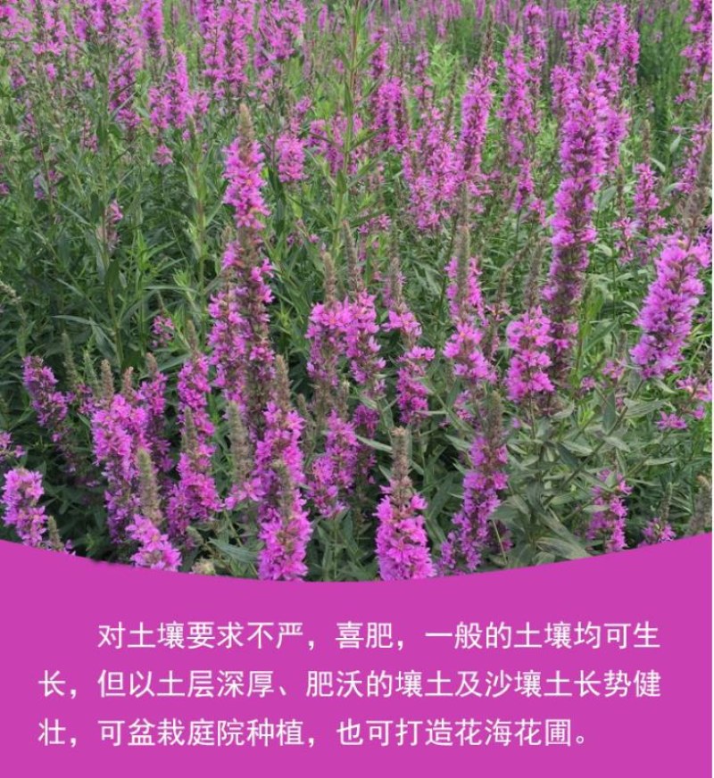 千屈菜种子水生花卉水柳种子景观花卉四季易种耐热耐寒耐湿多