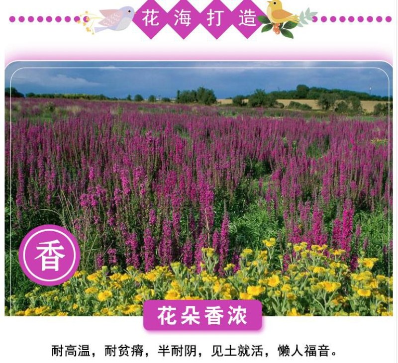 千屈菜种子水生花卉水柳种子景观花卉四季易种耐热耐寒耐湿多