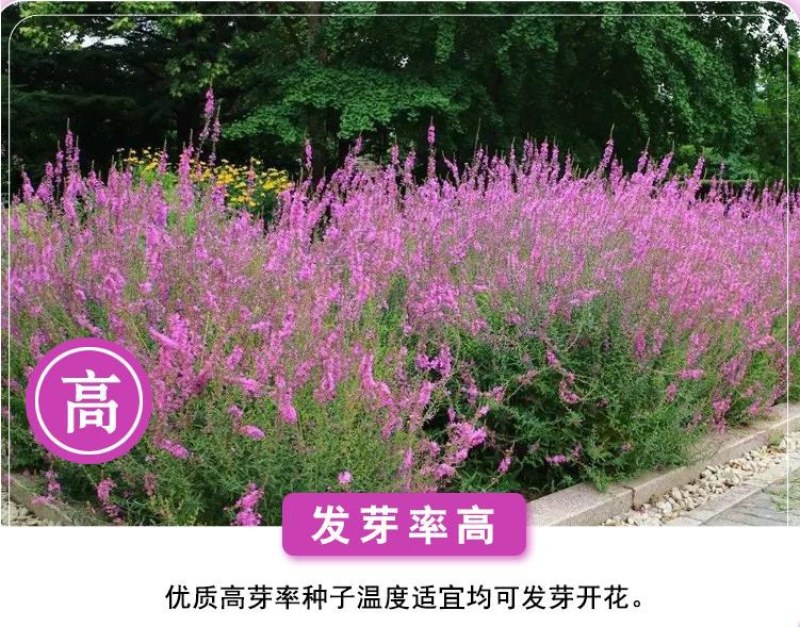千屈菜种子水生花卉水柳种子景观花卉四季易种耐热耐寒耐湿多