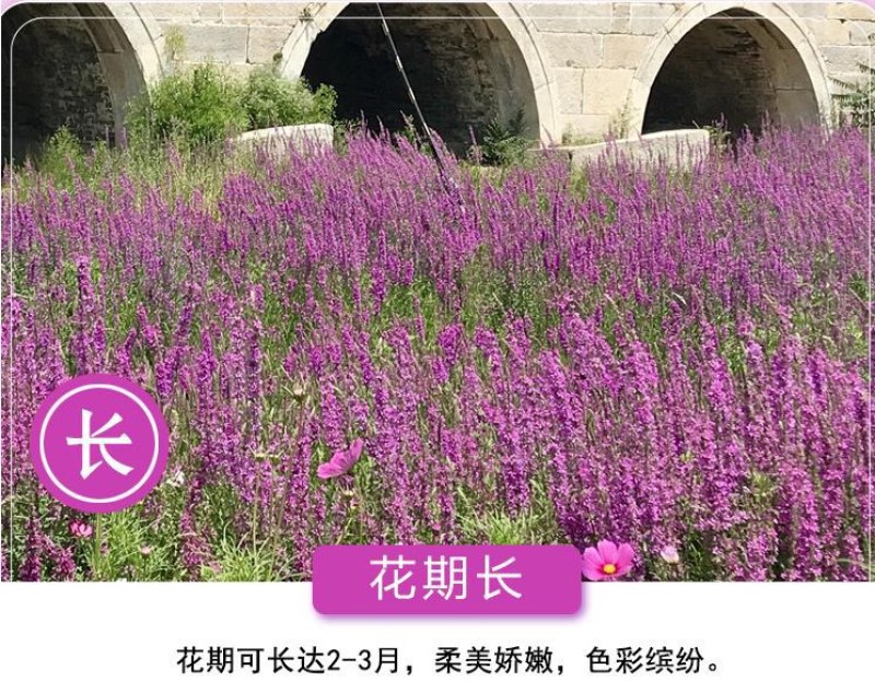千屈菜种子水生花卉水柳种子景观花卉四季易种耐热耐寒耐湿多