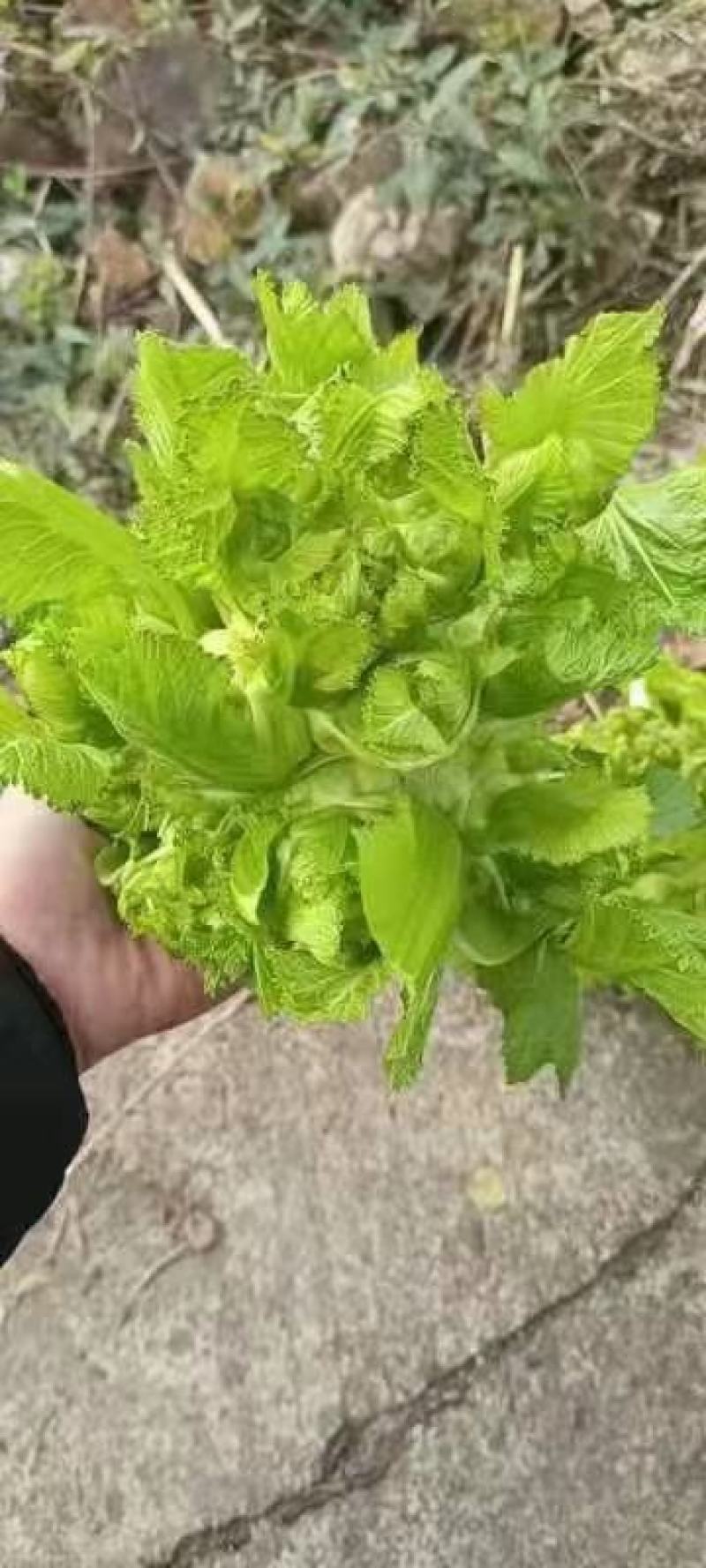基地儿菜，即将上市。