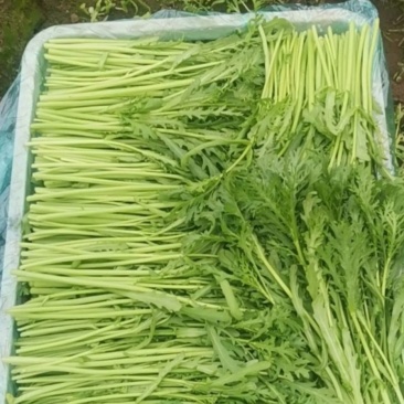 茼蒿