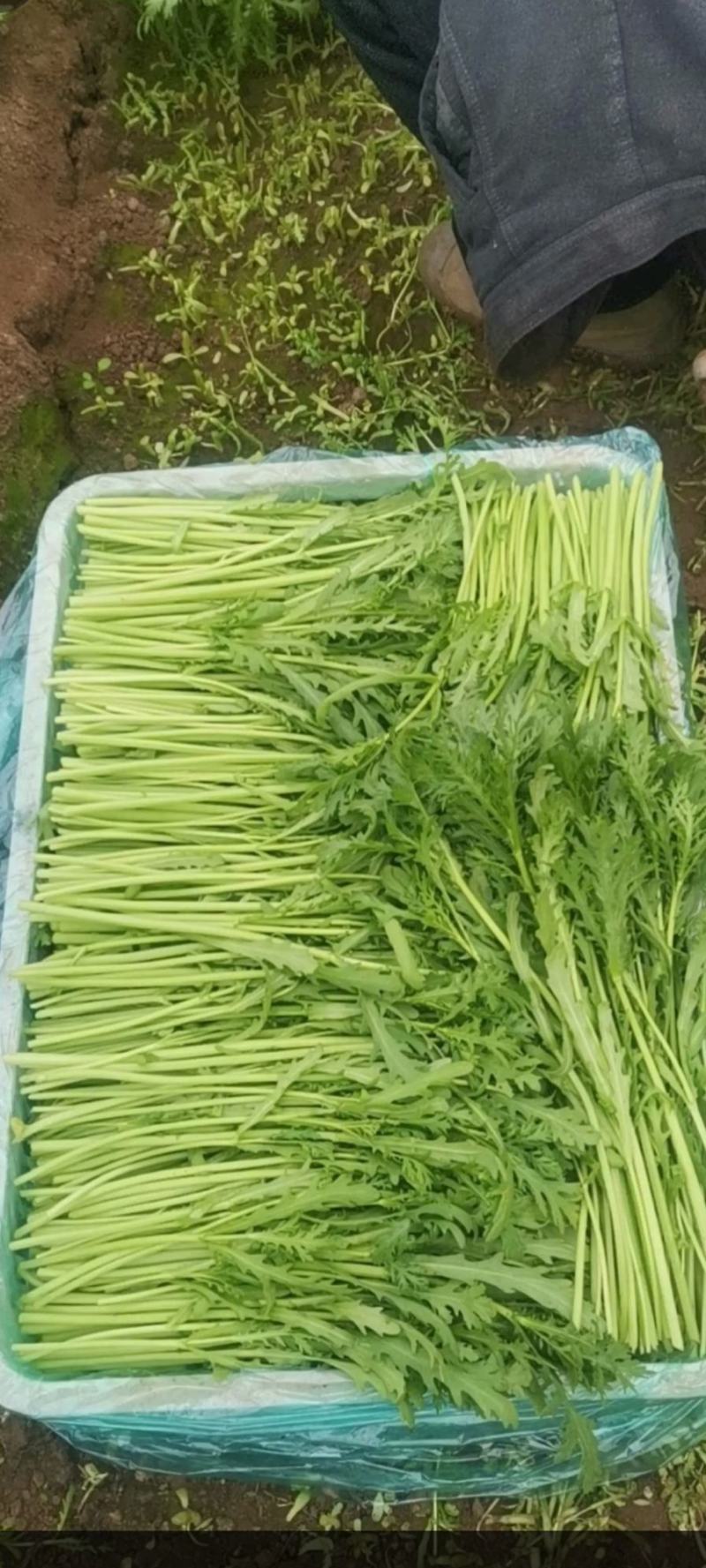 茼蒿