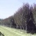 红叶李1米高2/3/4/5/6公分价格紫叶李绿化风景树