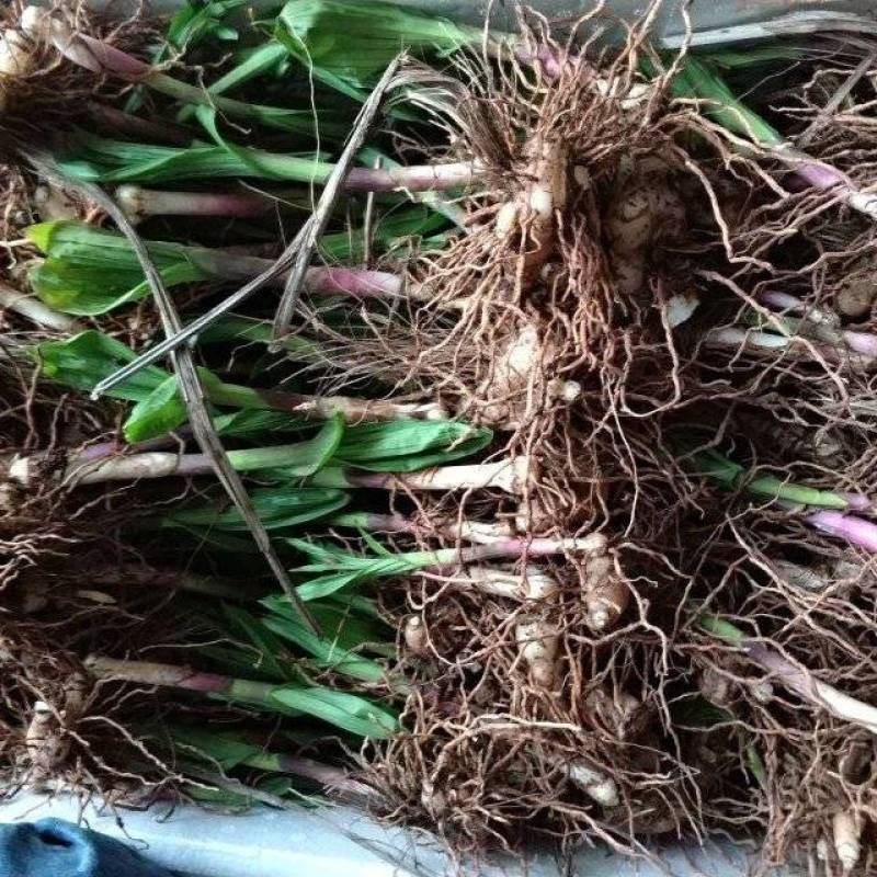紫花白芨苗紫花三叉白芨大苗家种驯化苗