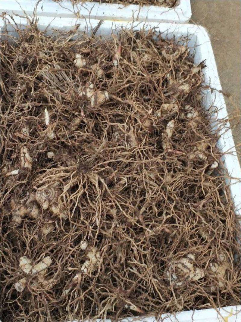 紫花白芨苗紫花三叉白芨大苗家种驯化苗