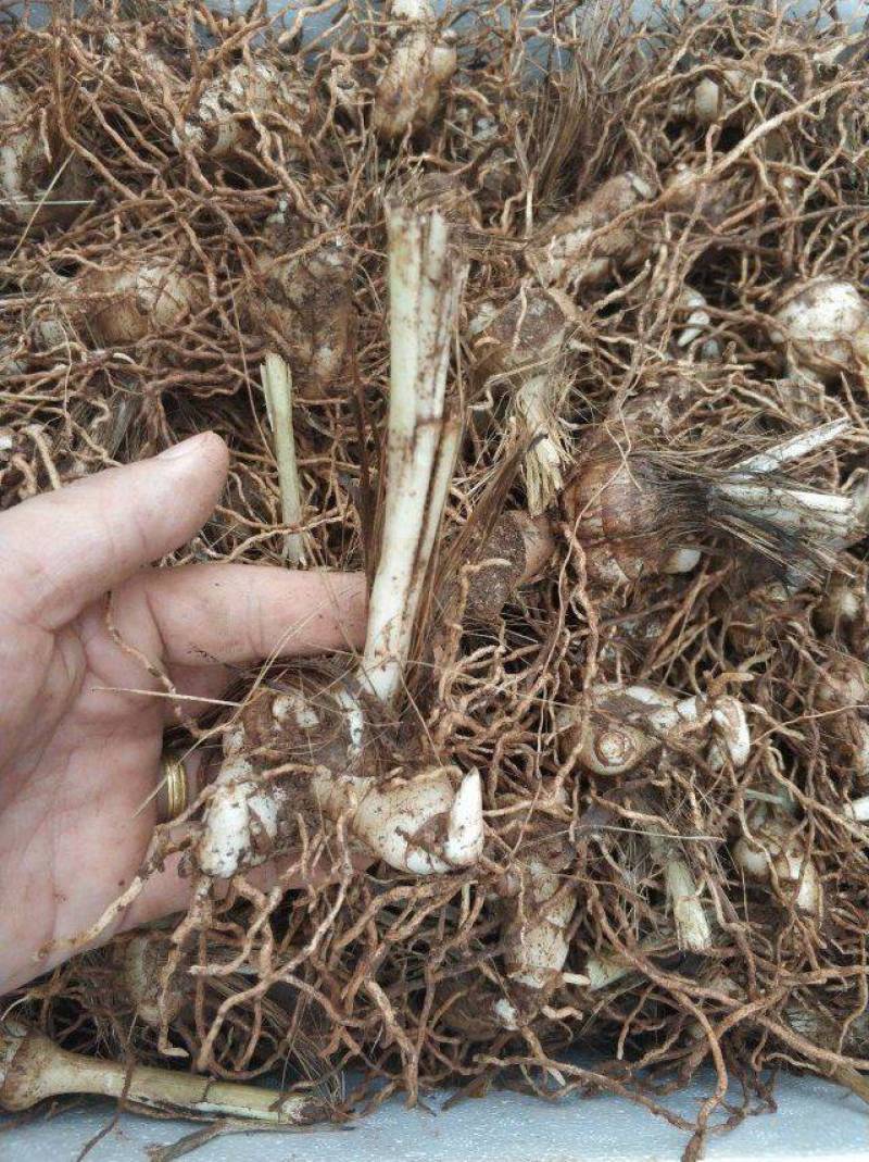紫花白芨苗紫花三叉白芨大苗家种驯化苗
