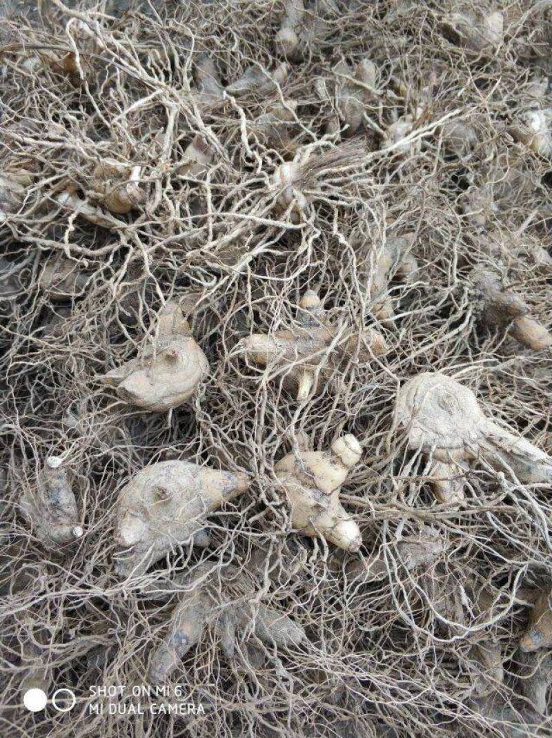 紫花白芨苗紫花三叉白芨大苗家种驯化苗