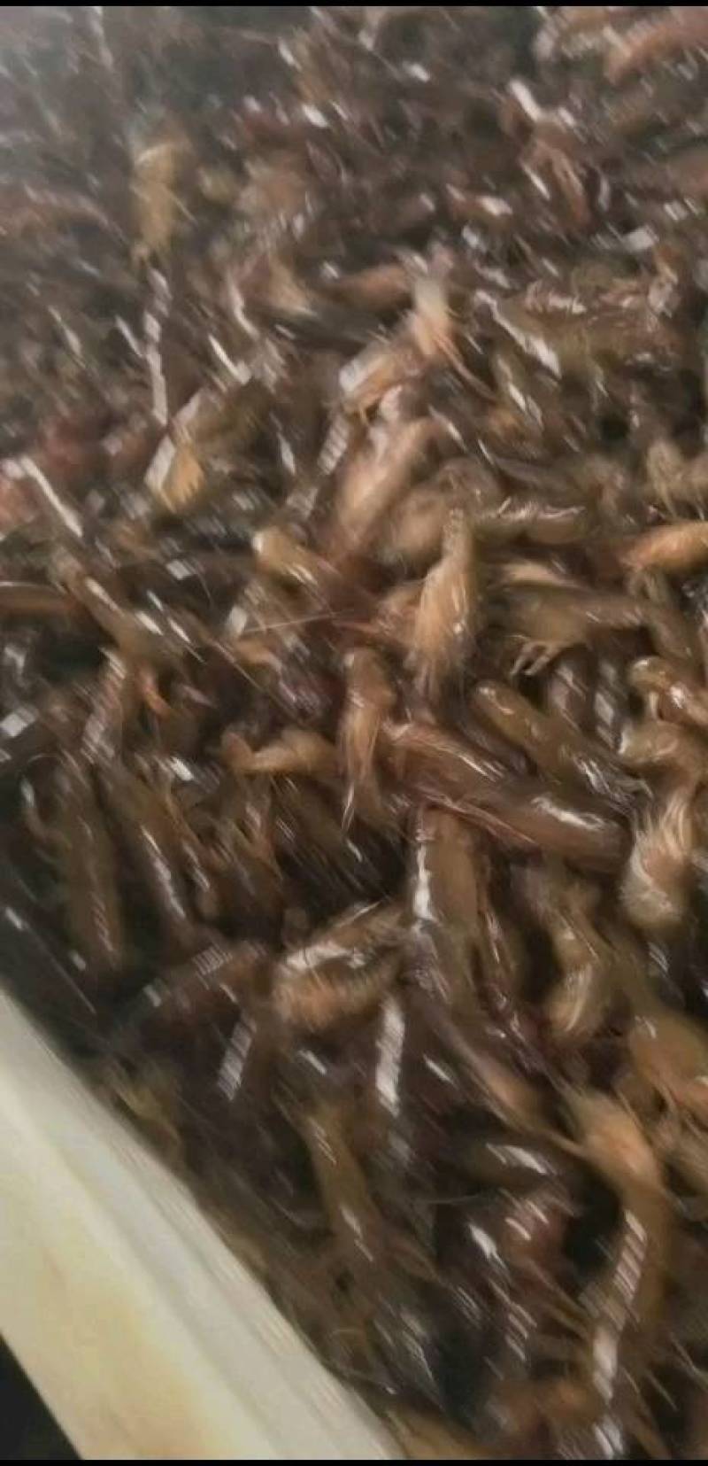 龙虾苗，专业基地培育。质量保证，包送塘口成活率）