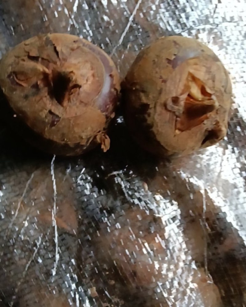 马蹄