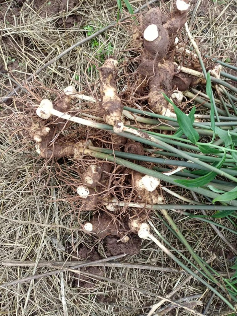 黄精块茎出售