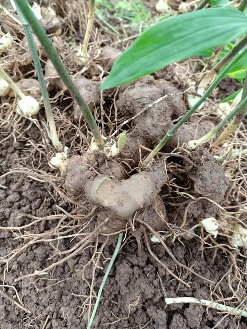 黄精块茎出售