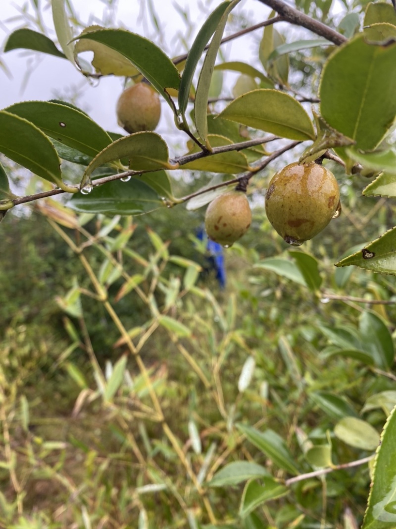原榨茶枯粉清塘养殖茶粕肥料茶麸粉茶籽粉