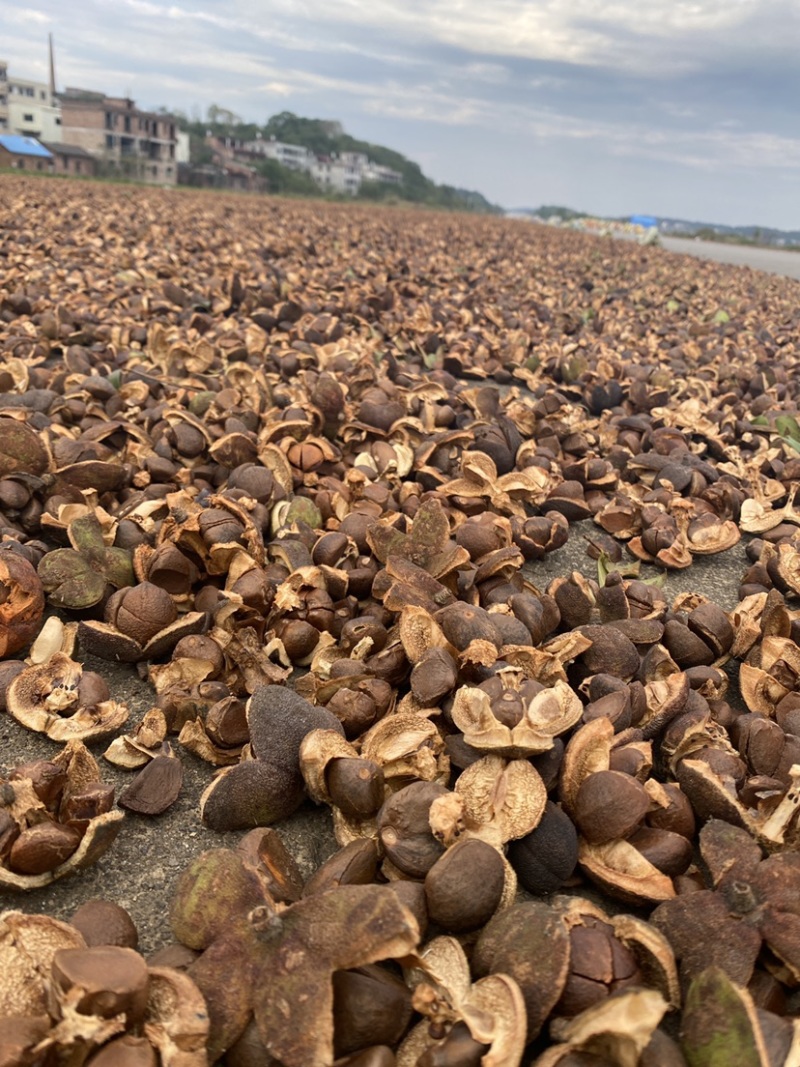 原榨茶枯粉清塘养殖茶粕肥料茶麸粉茶籽粉