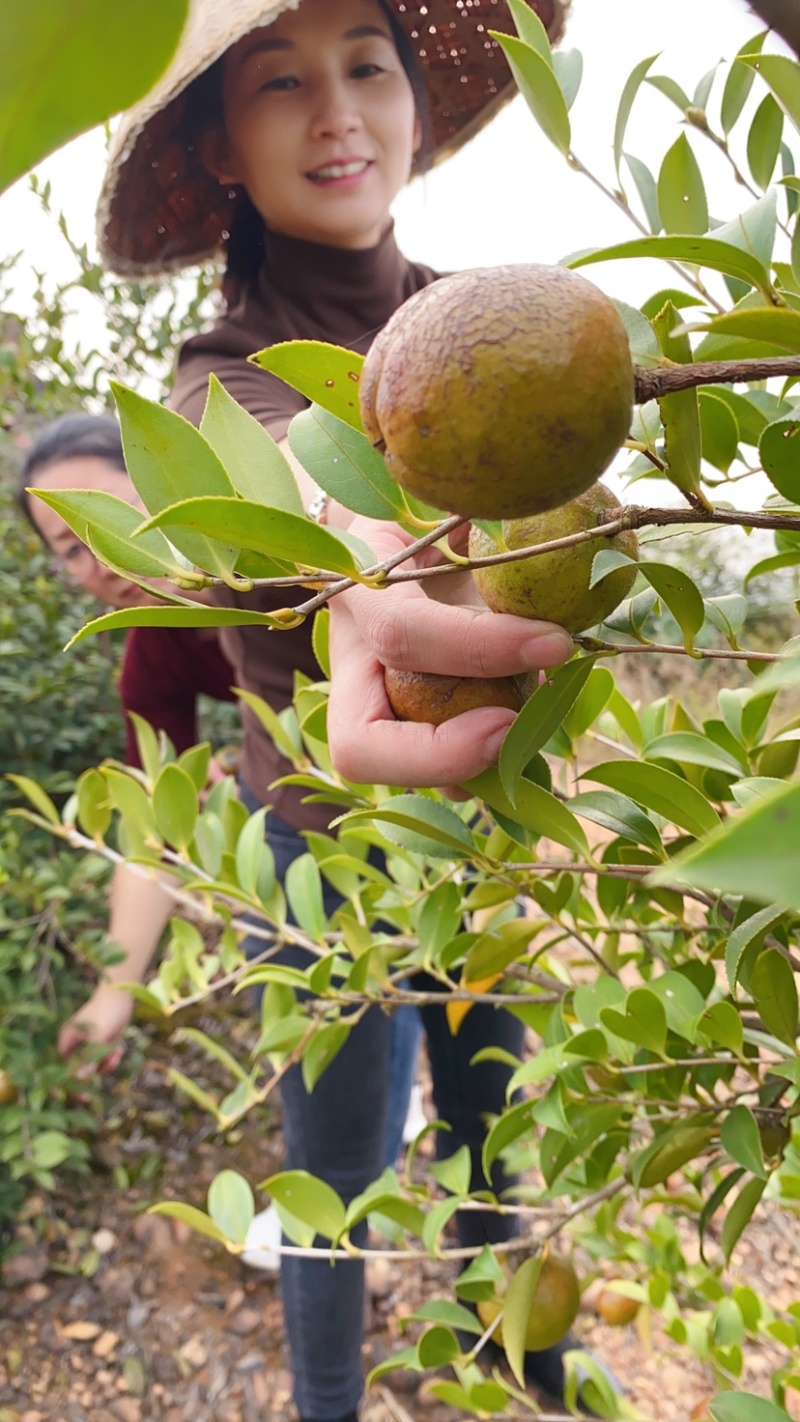 原榨茶枯粉清塘养殖茶粕肥料茶麸粉茶籽粉