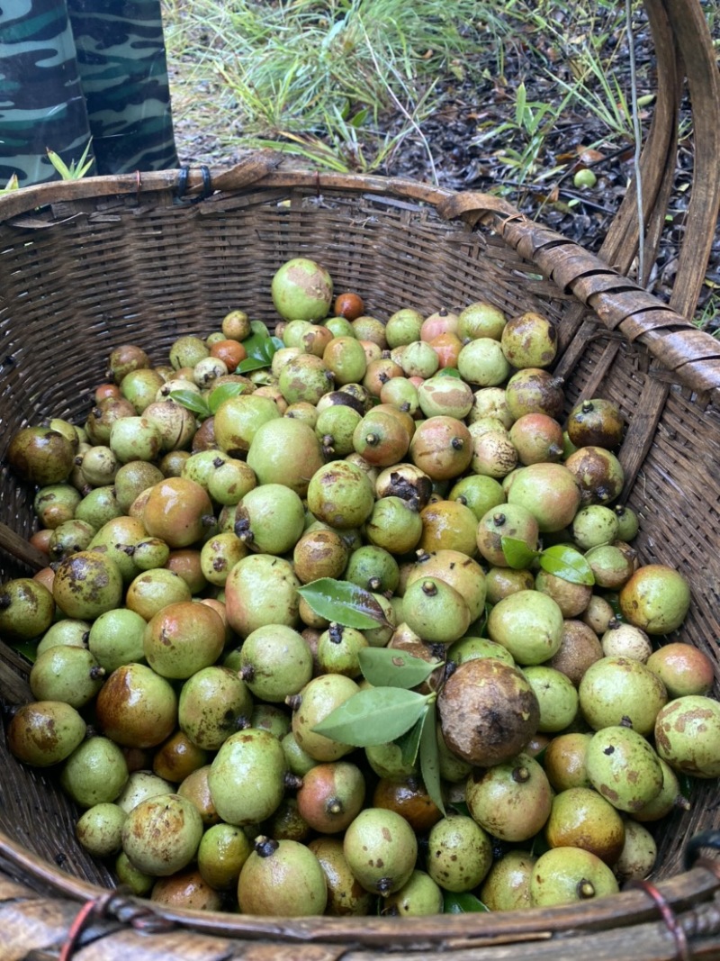 原榨茶枯粉清塘养殖茶粕肥料茶麸粉茶籽粉