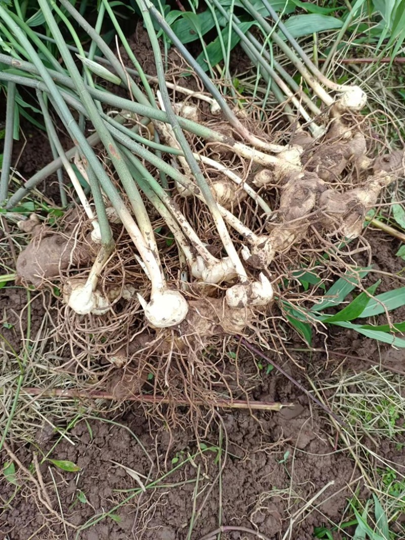 黄精种苗全芽头