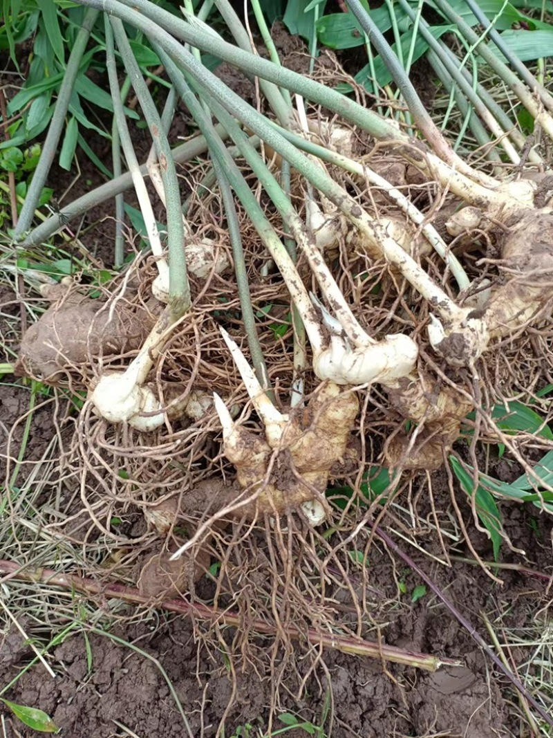 黄精种苗全芽头