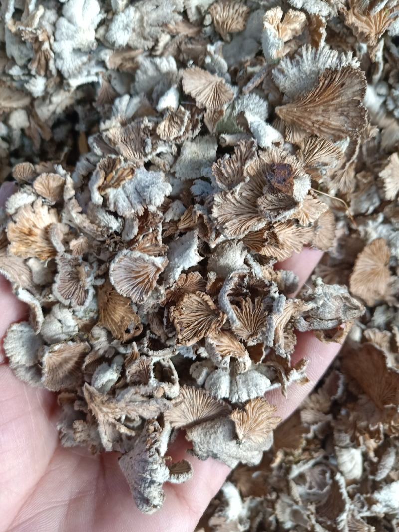 云南普洱野生白参菌_鲜货