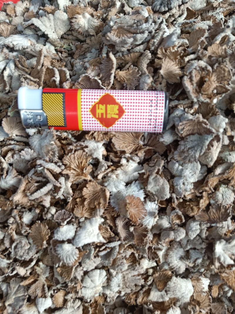 云南普洱野生白参菌_鲜货