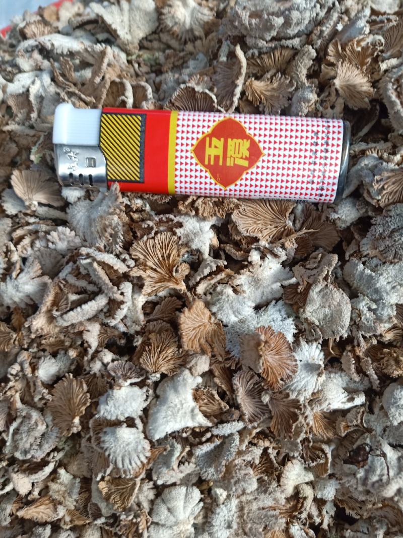 云南普洱野生白参菌_鲜货