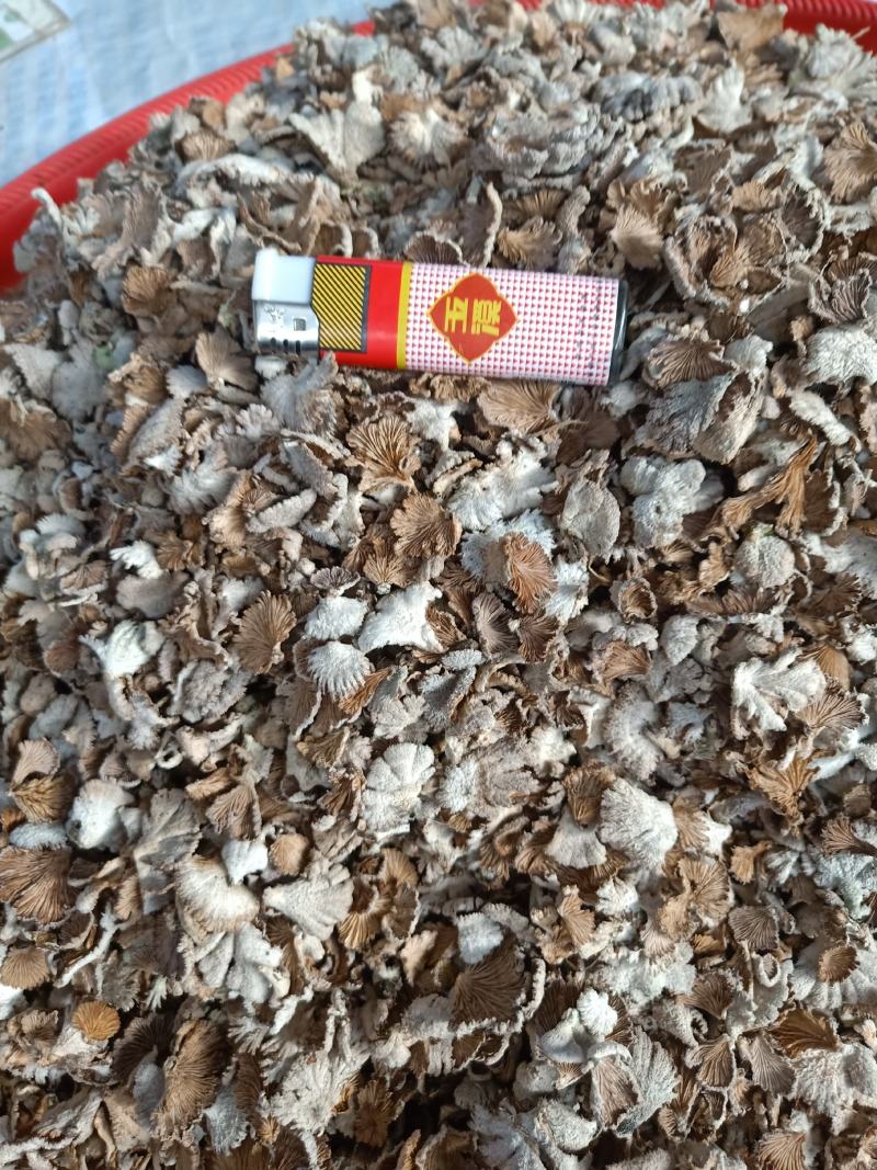 云南普洱野生白参菌_鲜货