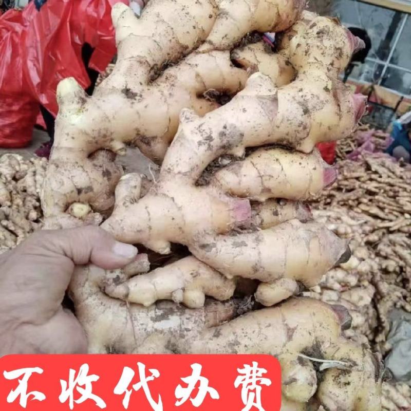 阜阳临泉县生姜大量批发大黄姜小黄姜常年供应