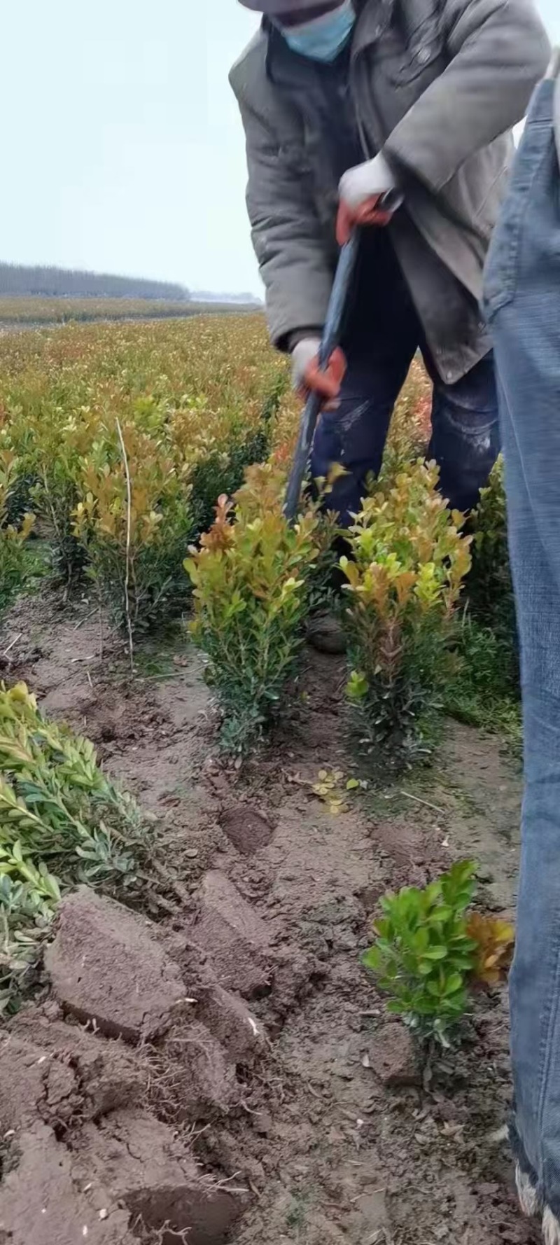 小叶黄杨，造型瓜子黄杨，小叶黄杨球，瓜子黄杨球，规格齐全