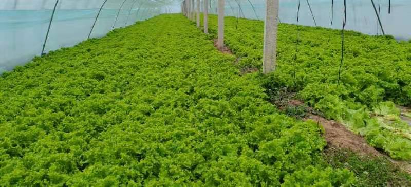 生菜定植间距示意图