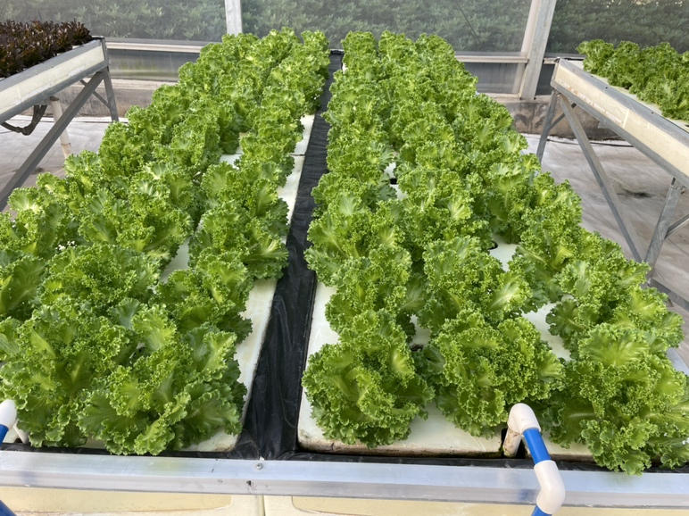 展示生菜种植田中科学管理的现场,包括滴灌系统、通风操作等 生菜田间管理实景图
