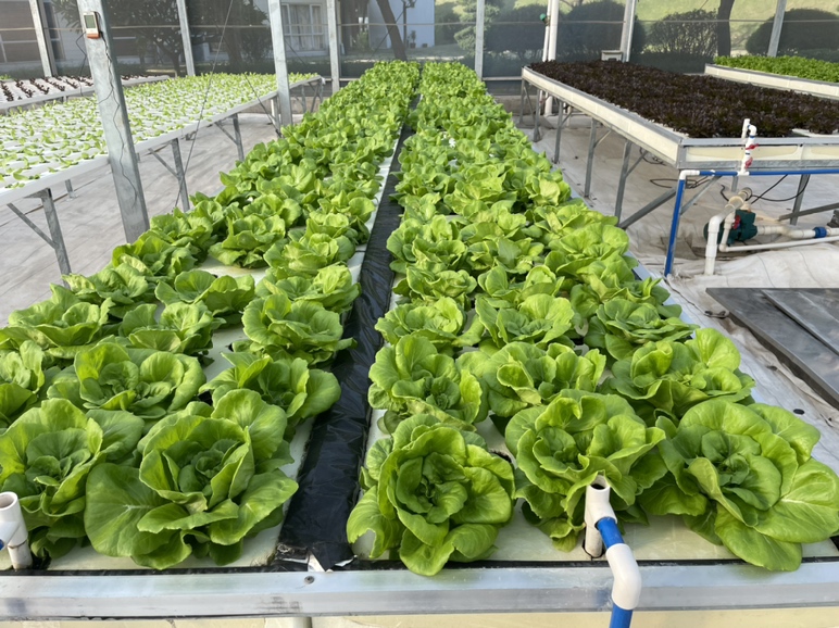 不同地区叶生菜与圆生菜种植实景图
