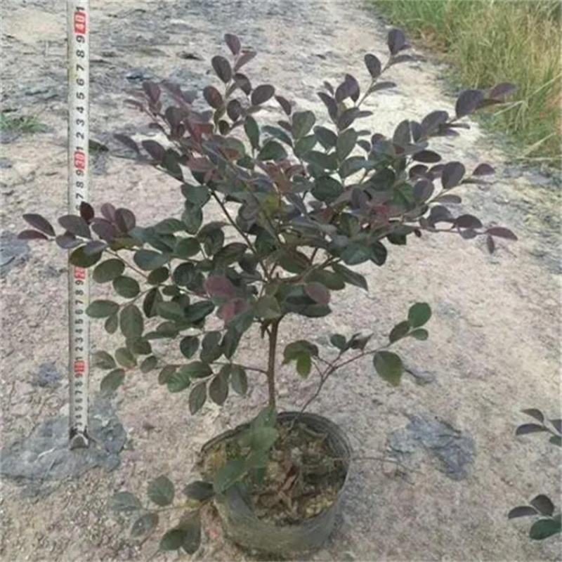 40公分红花機木大杯苗地栽苗质量好色块拼接绿篱拼栽