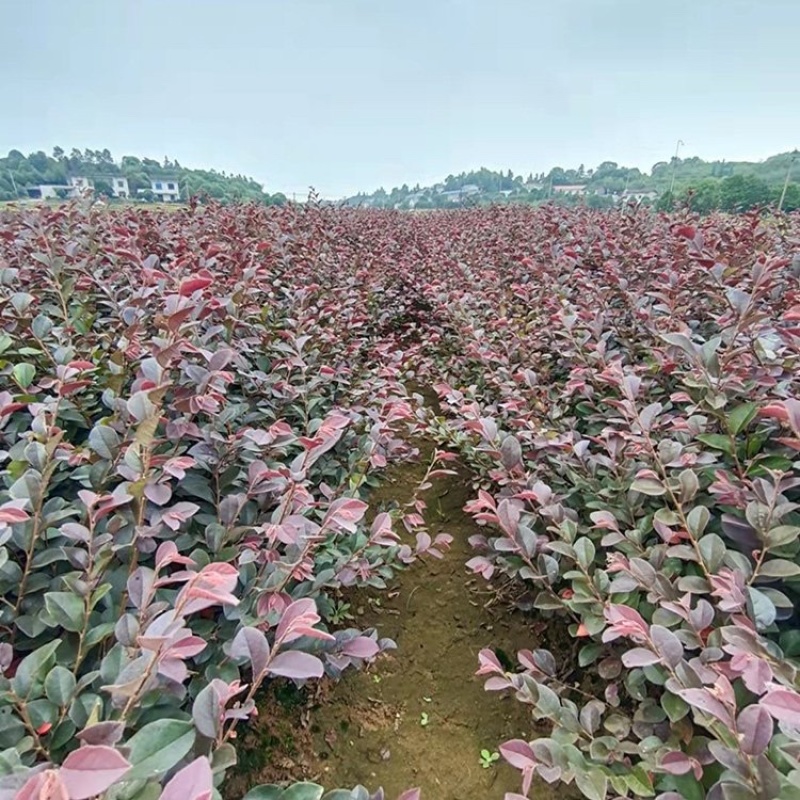 40公分红花機木大杯苗地栽苗质量好色块拼接绿篱拼栽