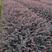 40公分红花機木大杯苗地栽苗质量好色块拼接绿篱拼栽