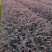 40公分红花機木大杯苗地栽苗质量好色块拼接绿篱拼栽